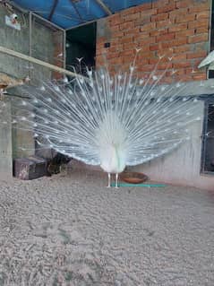 White Peacock Pair