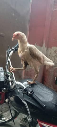 2 Hen female 4 chicks