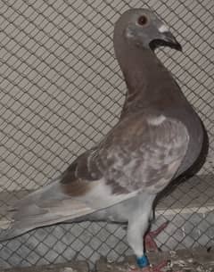 pigeons sale