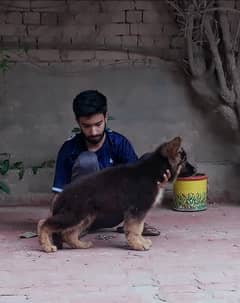 pedigree long coat