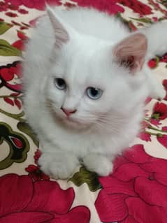 Blue eyes persian triple coated kitten