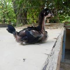 Pakistani Aseel chicks