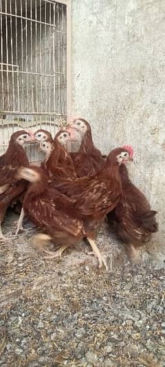 RIR CHICKS
