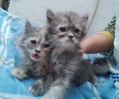 Beautiful Pair of Grey Persian Cats (Double Coat)