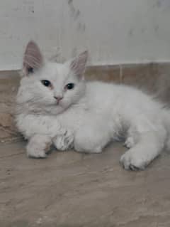 Persian cat 2 months