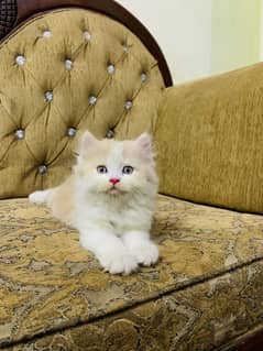Persian kitten triple coat male