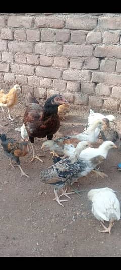 Murgi with 16chicks / murgi with chicks/ Aseel murgi with chicks