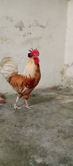 Golden Misri Murgha