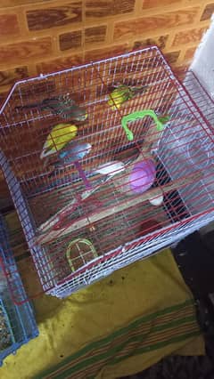 budgie