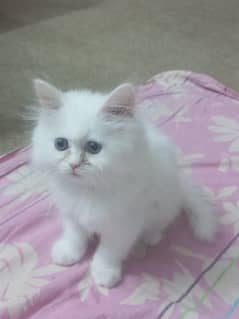 Persian kittens