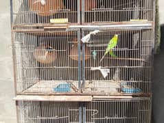 Birds Cage