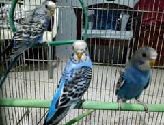 Budgies [Bajri] for sale