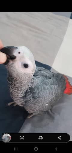Grey parrot Chick.