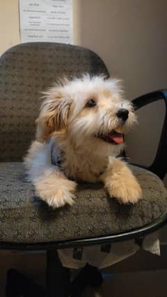 my cute playing  puppy