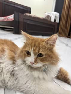 For