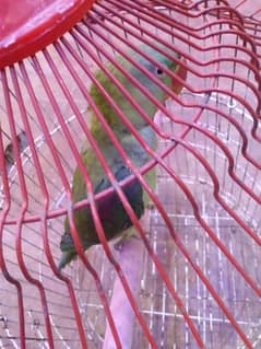 Male female pair of parakeet parrot