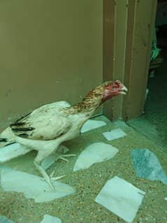 Aseel Hen