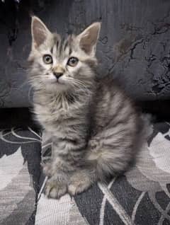 punch faced cat