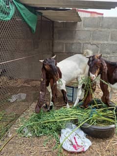 kamori Bakra bakri