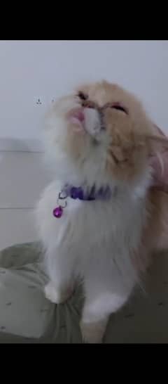 piki