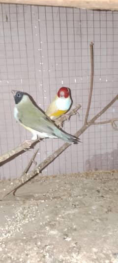 gouldian finches