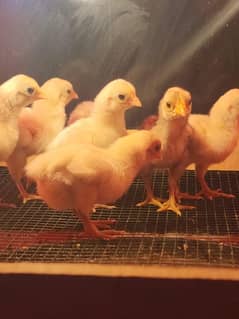 ko shamo chicks
