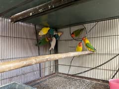 lovebirds for sale
