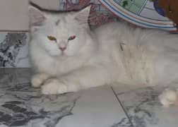 blue+gold eyes triple coat bilkul okay h abi bacha hi h