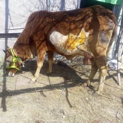 cow