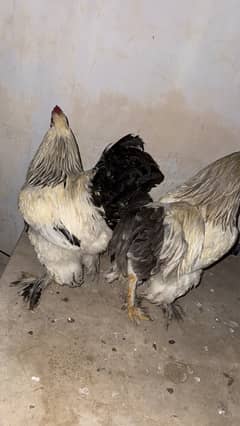 Brahama male for sale