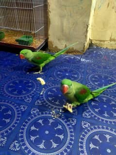 parrot 2 pair h pahadi  tote h big size bolne wale h abi 3 month k hai