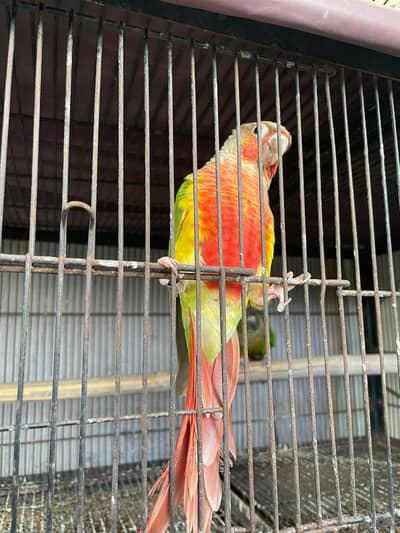 conure for sale