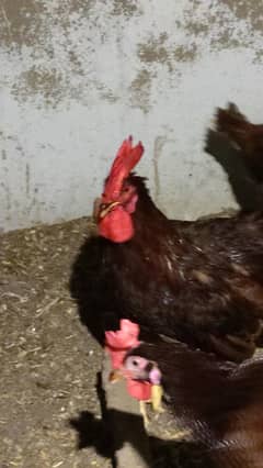 Rhode island red rir yellow legs commercial desi murgay male cock