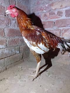 Aseel