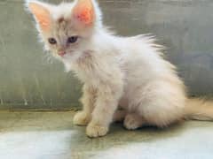 Potty train 2.5month female kitten