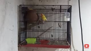 Lovebirds Parrots