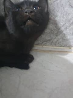 black kitten