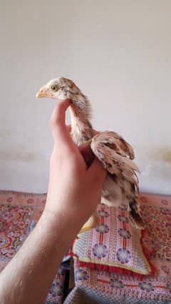 pure aseel chicks fair price