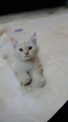 golden Persian triple coatted