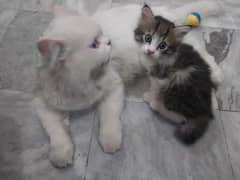 Female Persian Tripple coated kitten