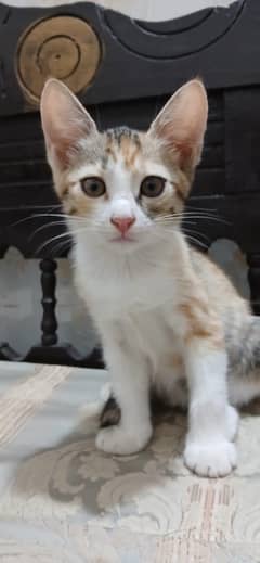 2 cute female kittens
