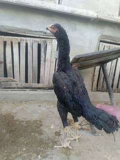 King size o shamo murgi for sell