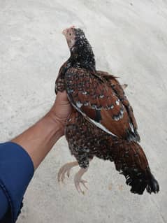 Aseel hens