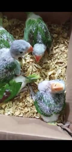 Kashmiri raw chicks