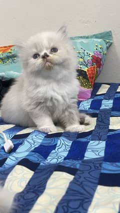 Persian