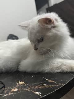 Persian Cats