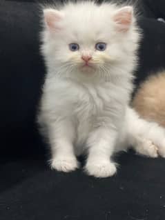 Kitten/ male kitten/ female kitten/ cat/cat baby