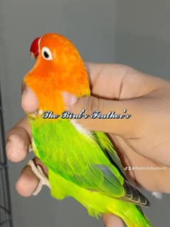 love birds breeder pair available