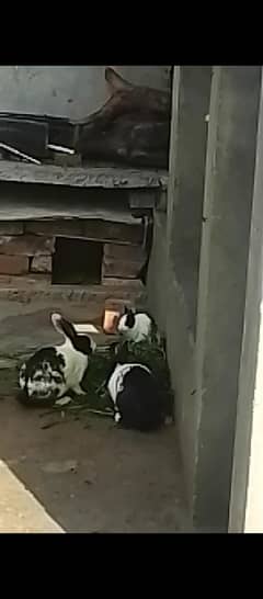 back white rabbit pairs 8 9 month age ha 8 rabbit available