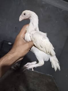 HEERA